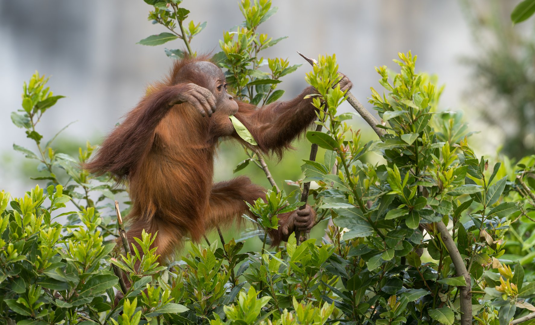 Sumatran orangutan juvenile, Chester, UK