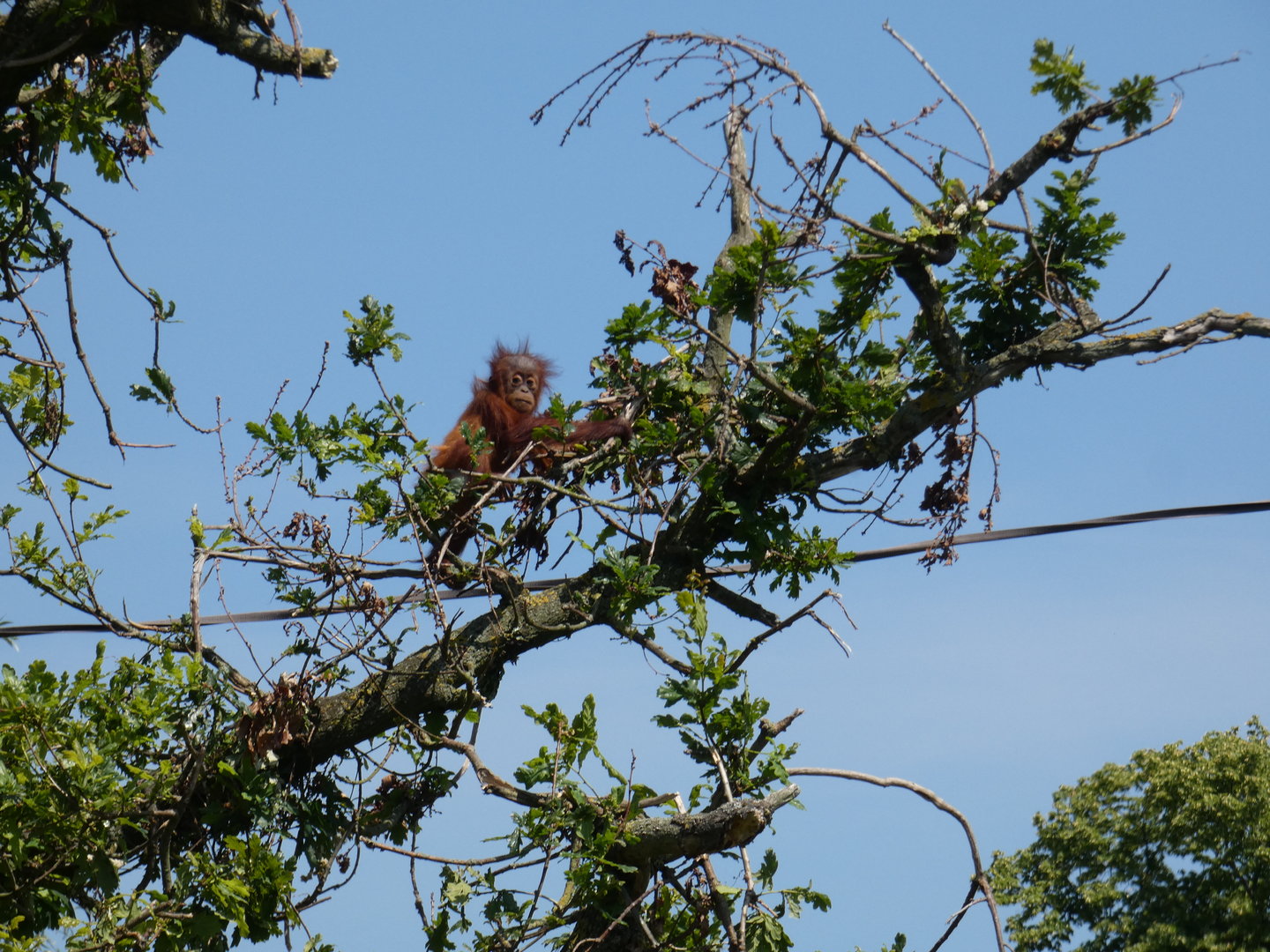 Sumatran orangutan juvenile in tree