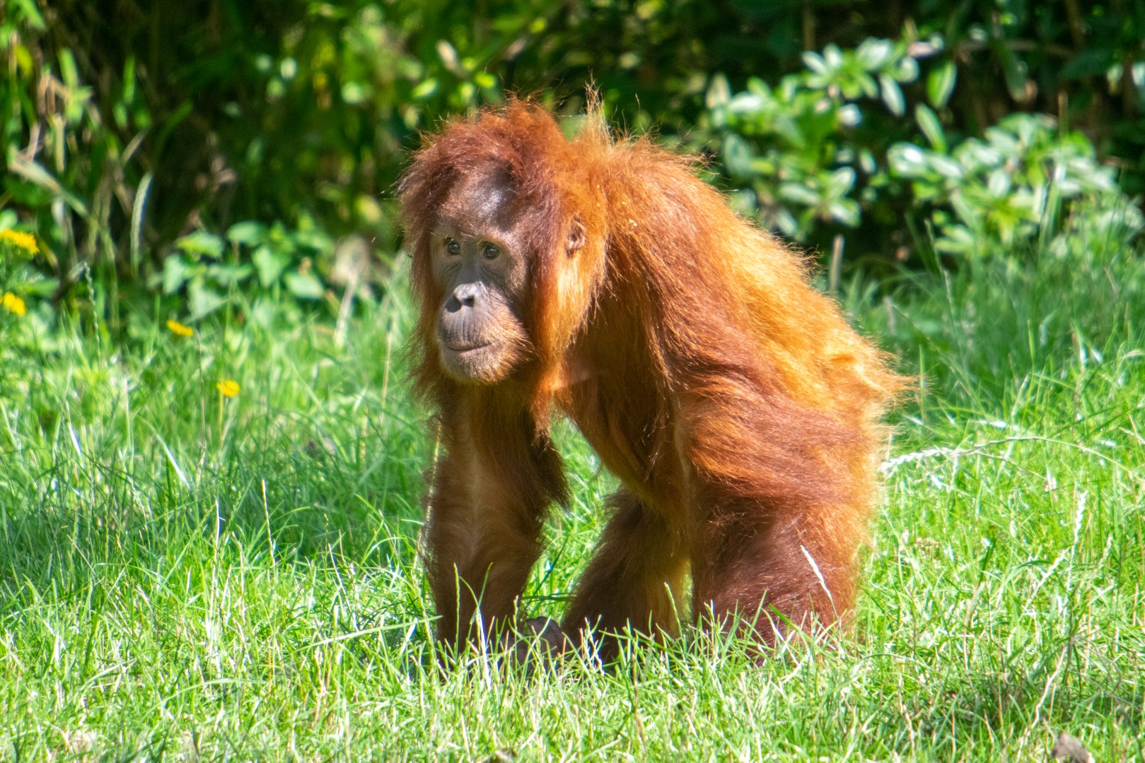 Sumatran Orangutan - Kesuma