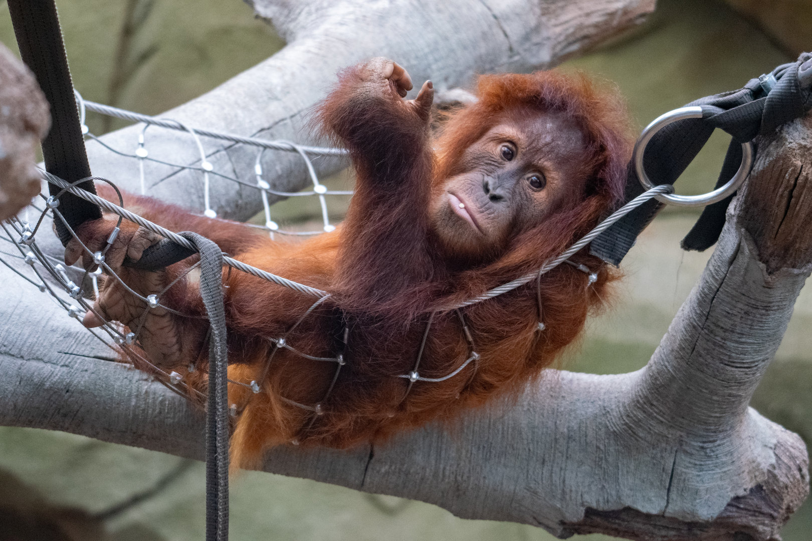 Sumatran Orangutan - Kesuma