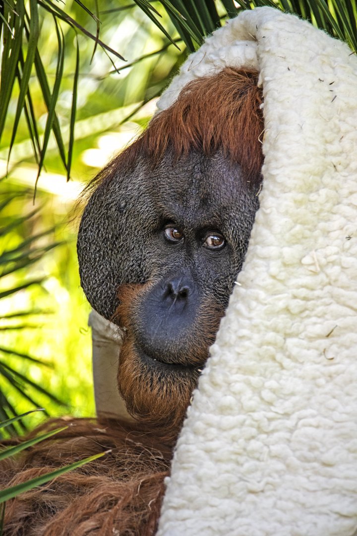 Sumatran orangutan 'Kluet'