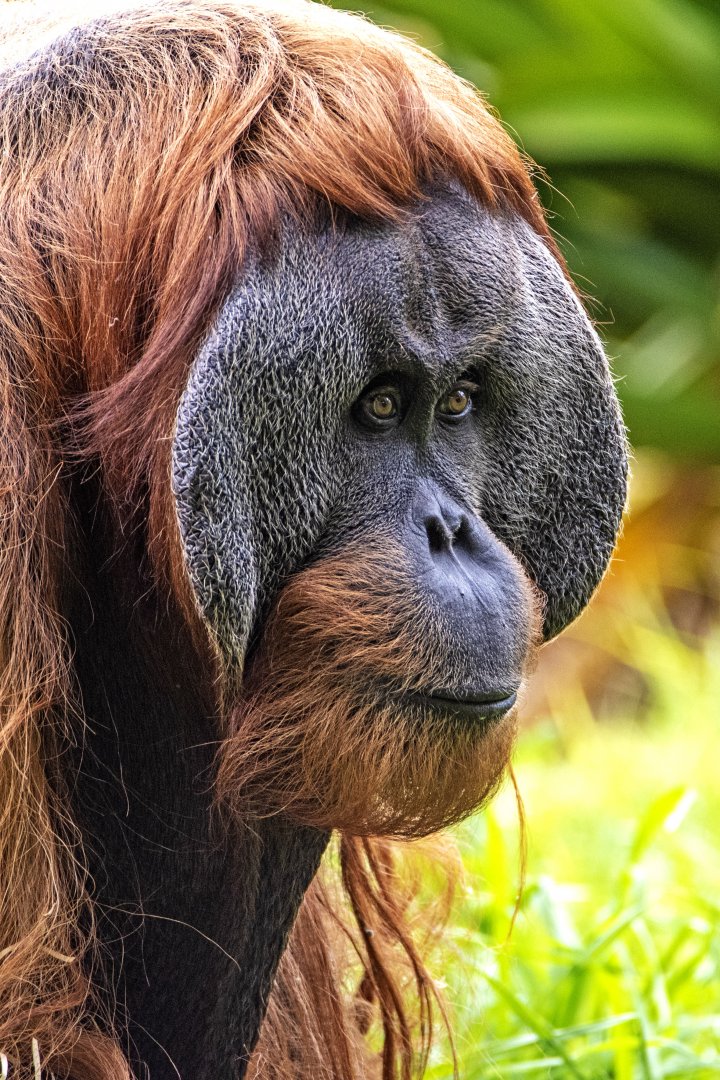 Sumatran orangutan 'Kluet'