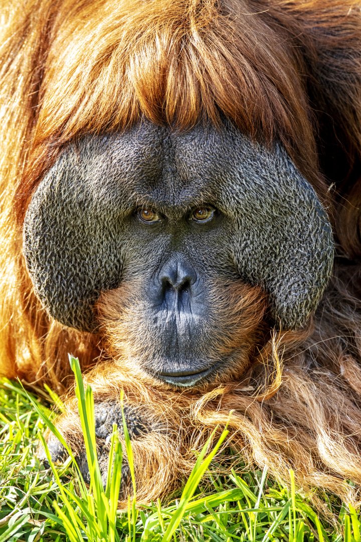 Sumatran orangutan 'Kluet'