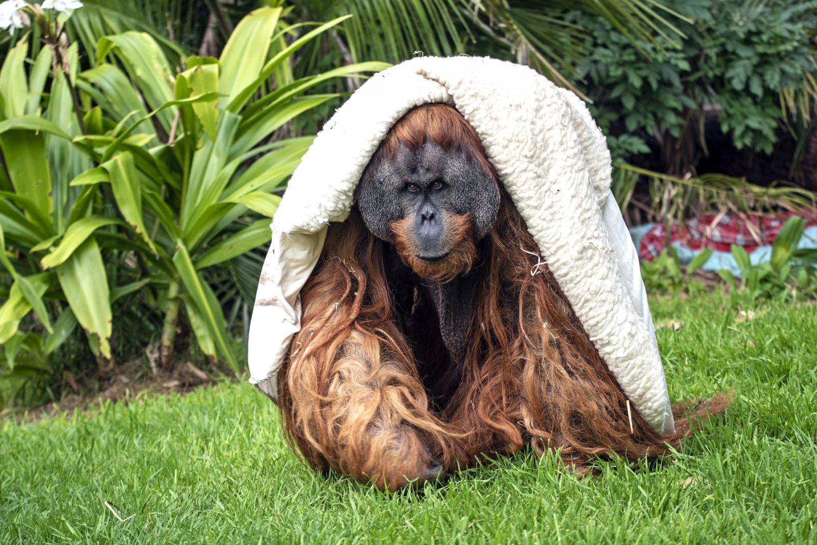 Sumatran orangutan 'Kluet'
