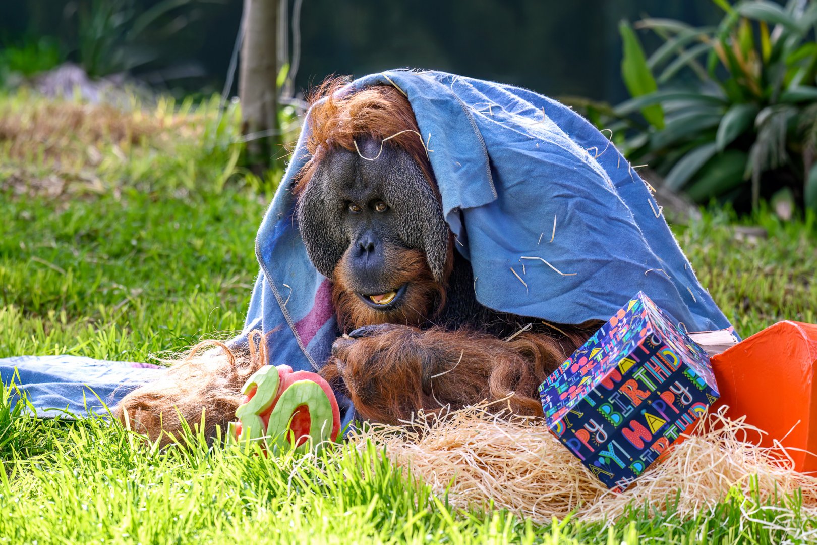 Sumatran orangutan 'Kluet'