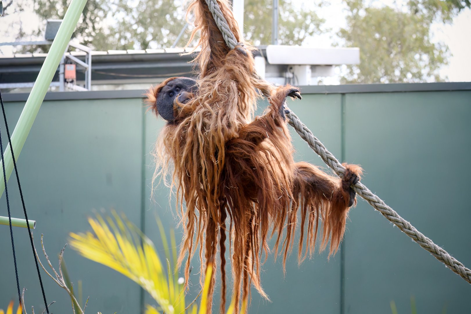 Sumatran orangutan 'Kluet'