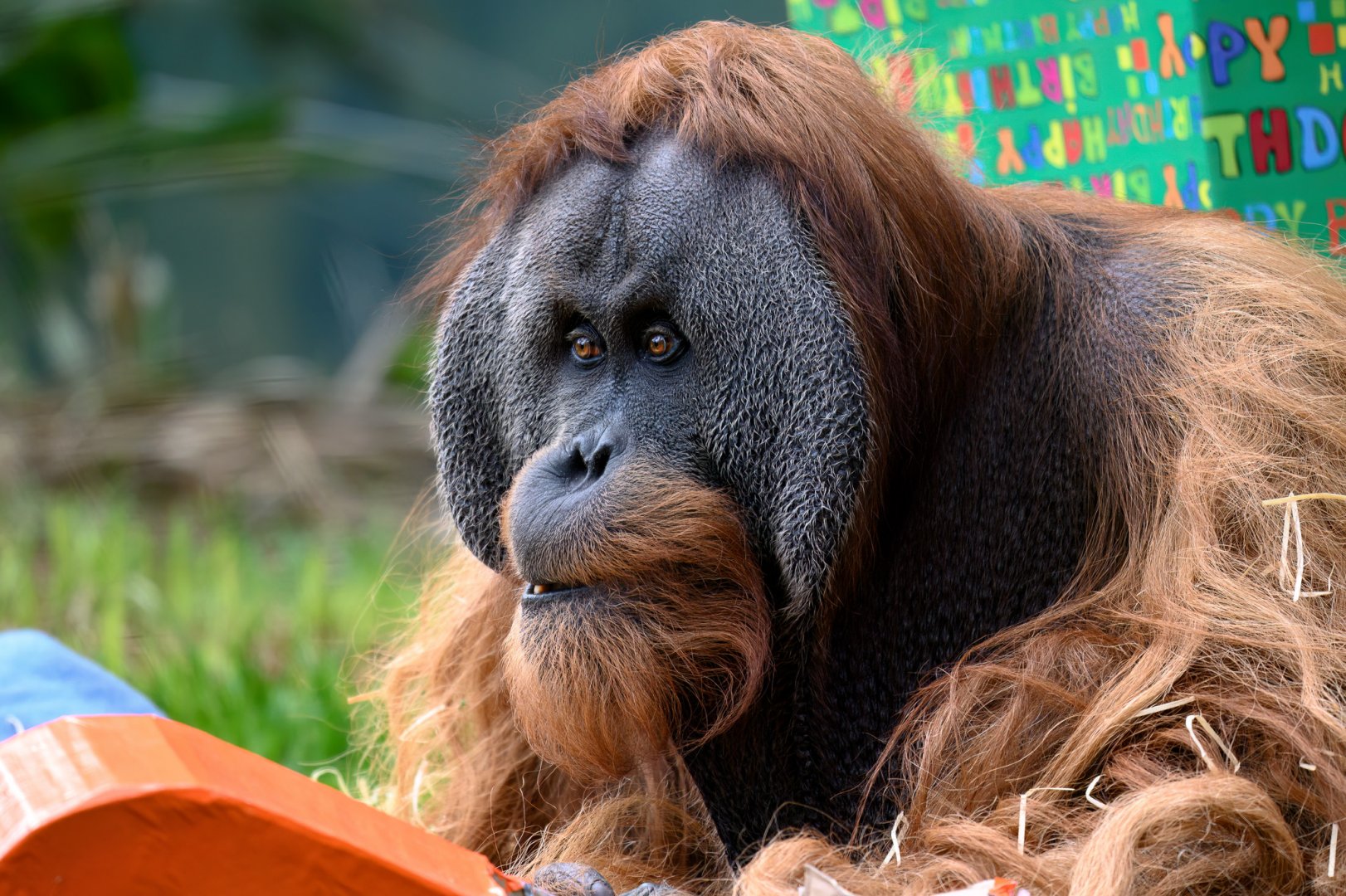 Sumatran orangutan 'Kluet'