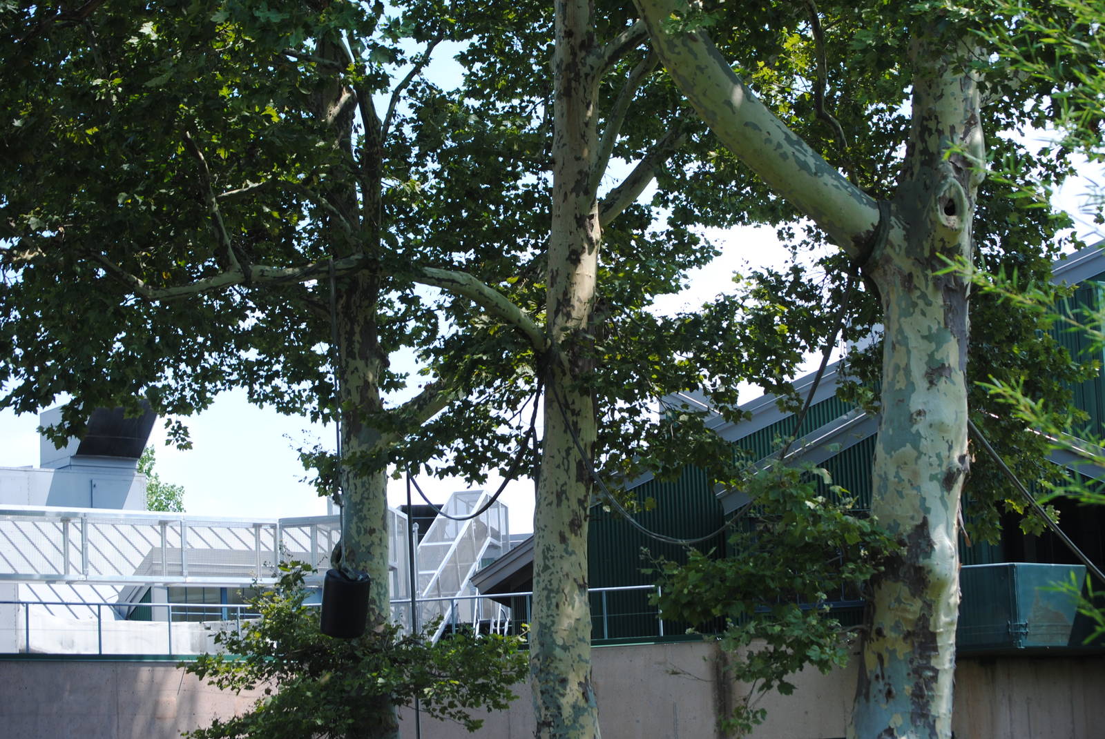 Sumatran Orangutan/Lar Gibbon Enclosure