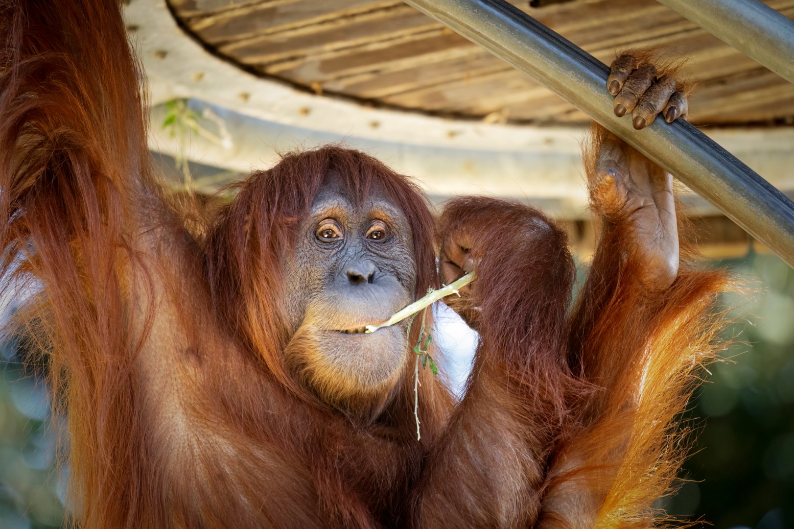 Sumatran orangutan 'Lestari'