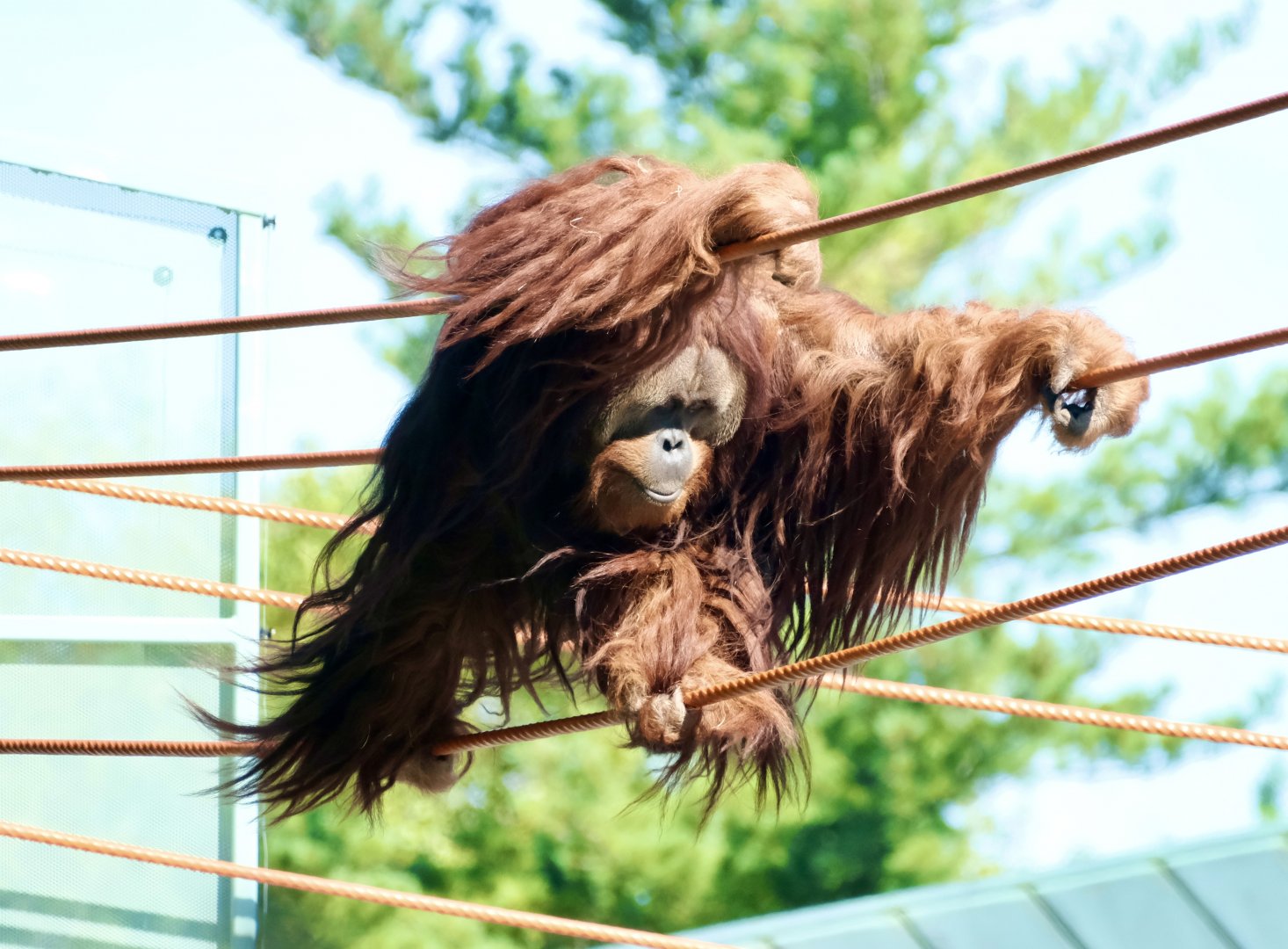 Sumatran orangutan (m) - August 18, 2025