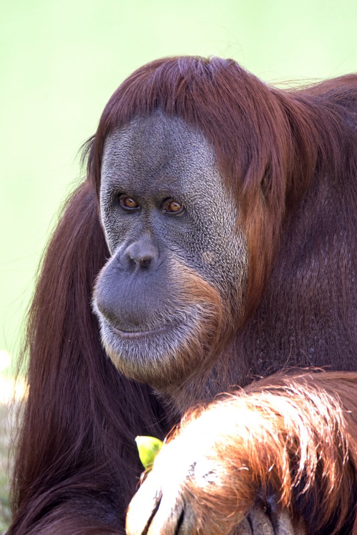 Sumatran orangutan 'Maimunah'