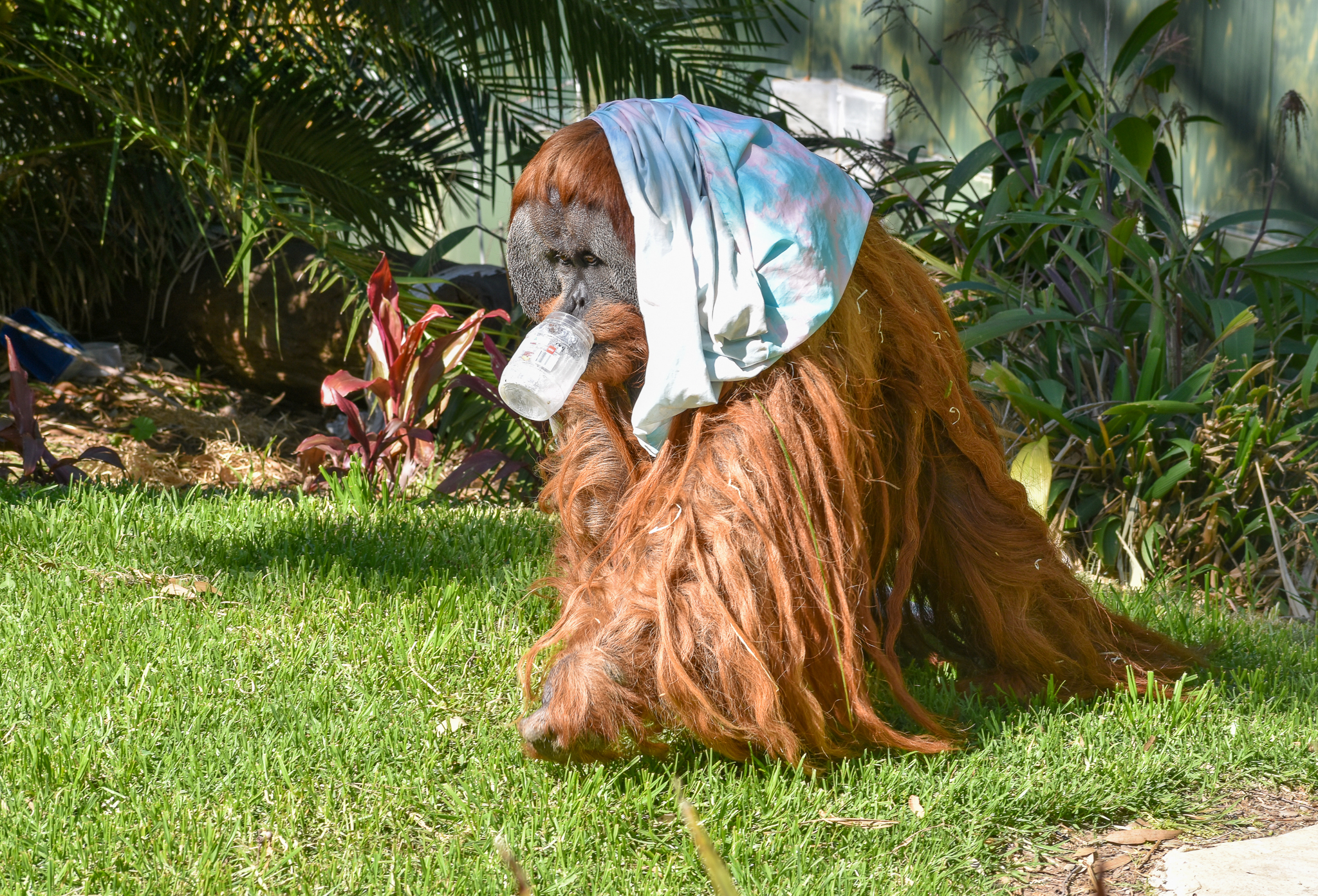 Sumatran Orangutan - male Kluet