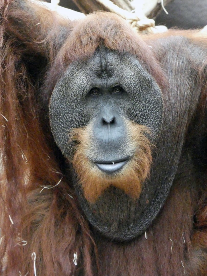Sumatran orangutan male portrait