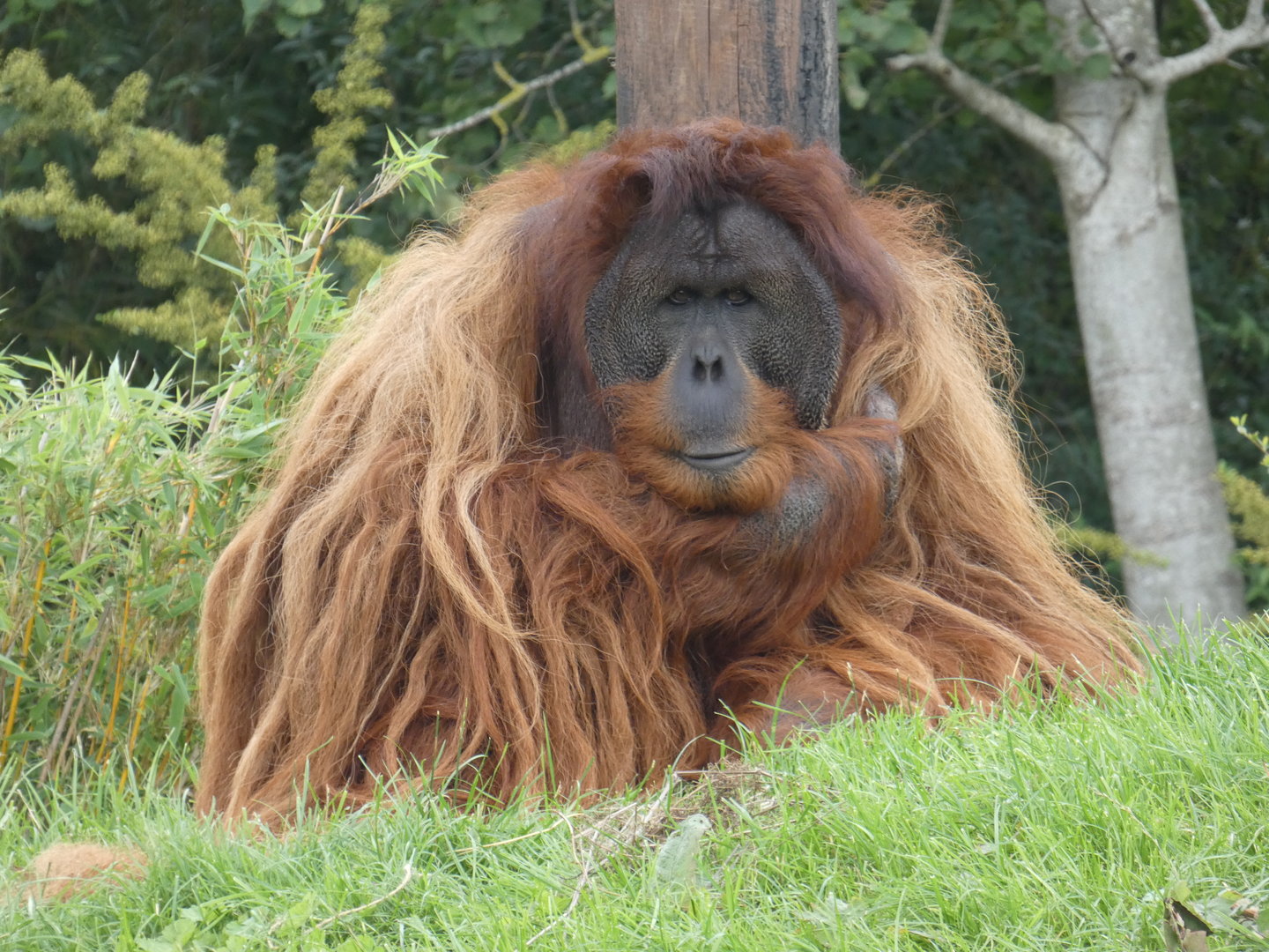 Sumatran orangutan male 'Puluh'