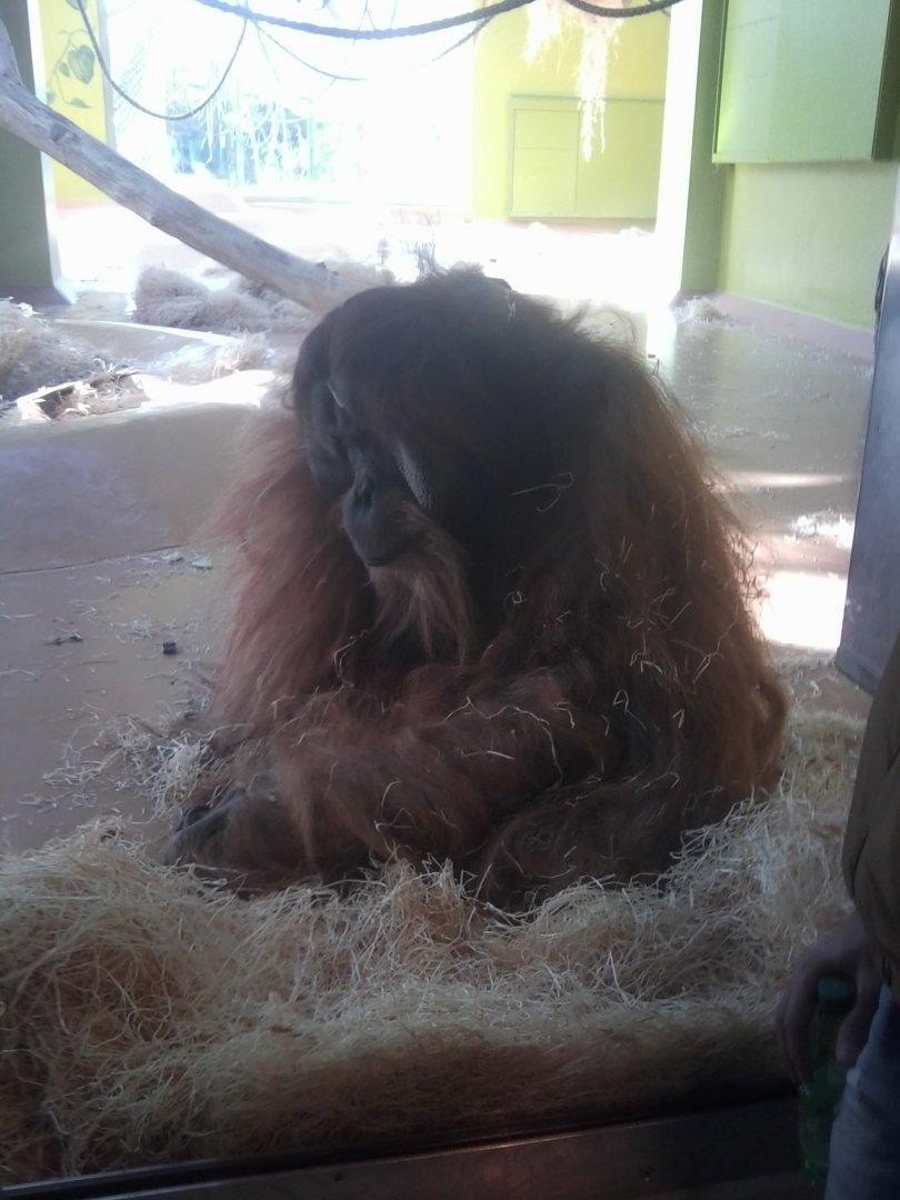 Sumatran orangutan, male