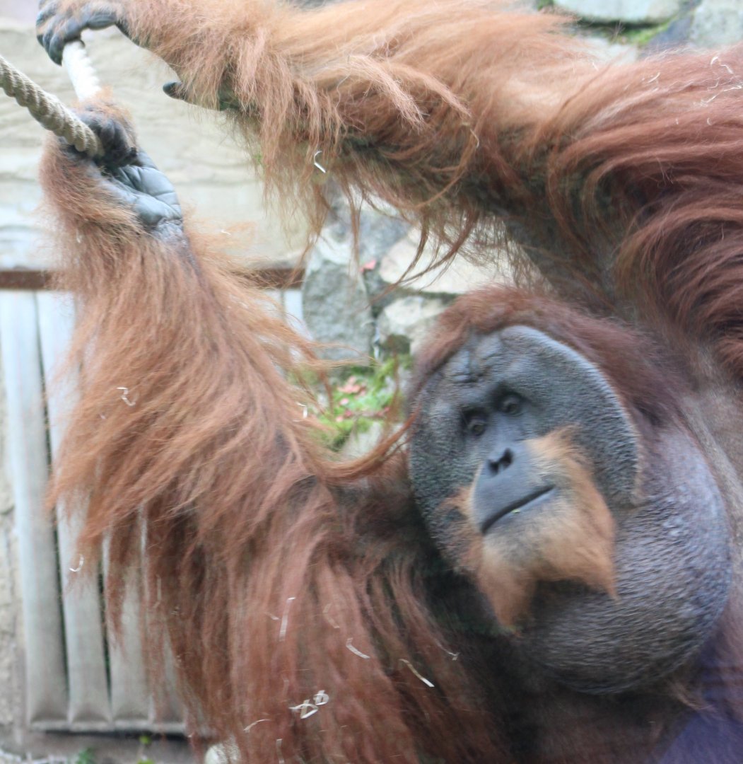 Sumatran orangutan - male