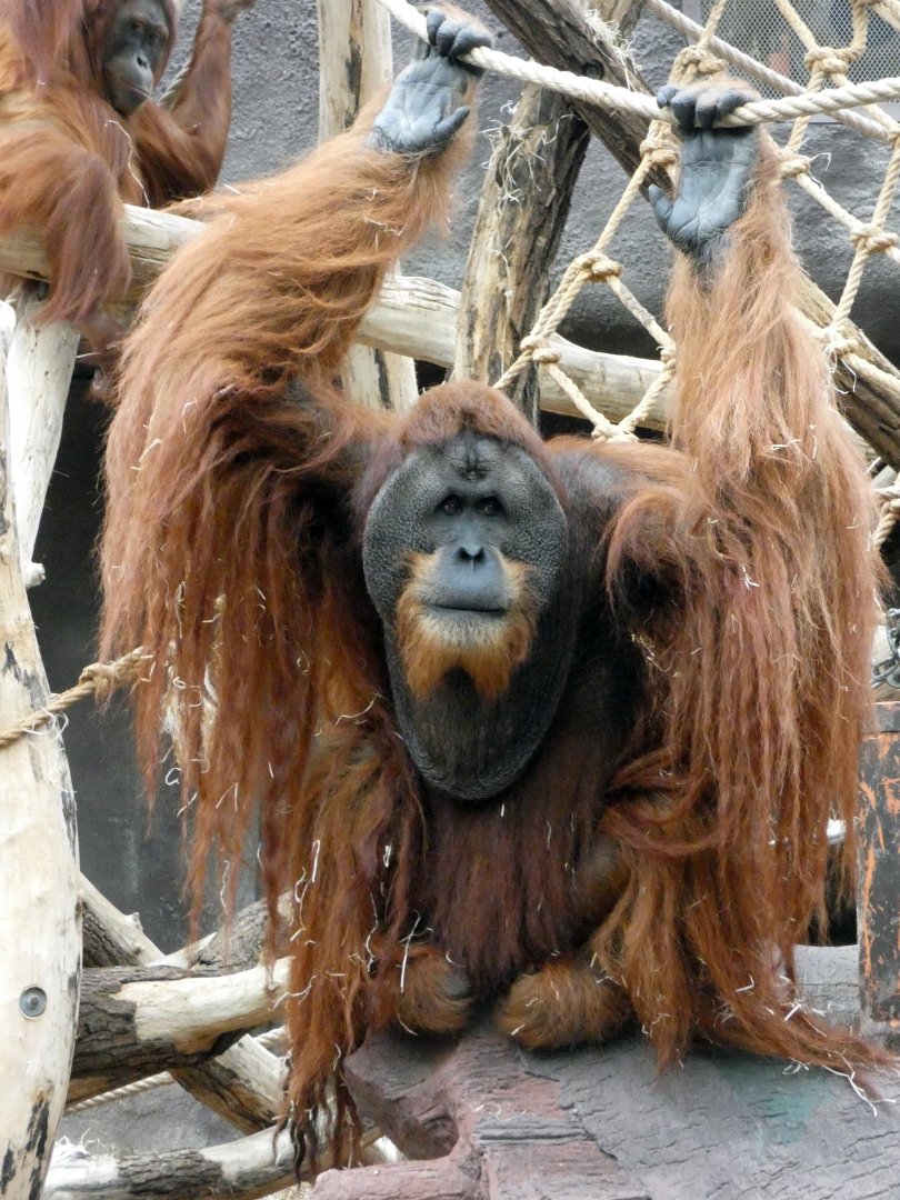 Sumatran orangutan male