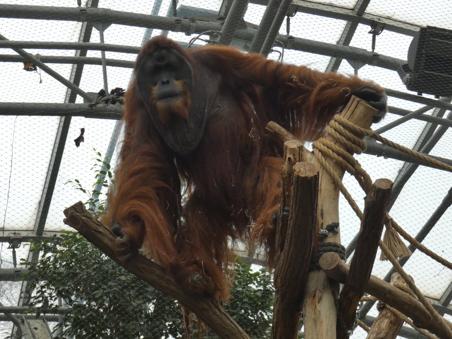 Sumatran orangutan male