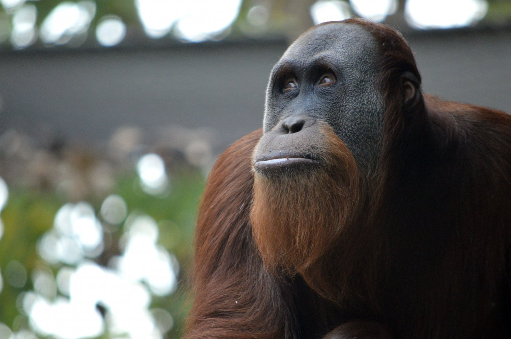 Sumatran orangutan 'Malu'