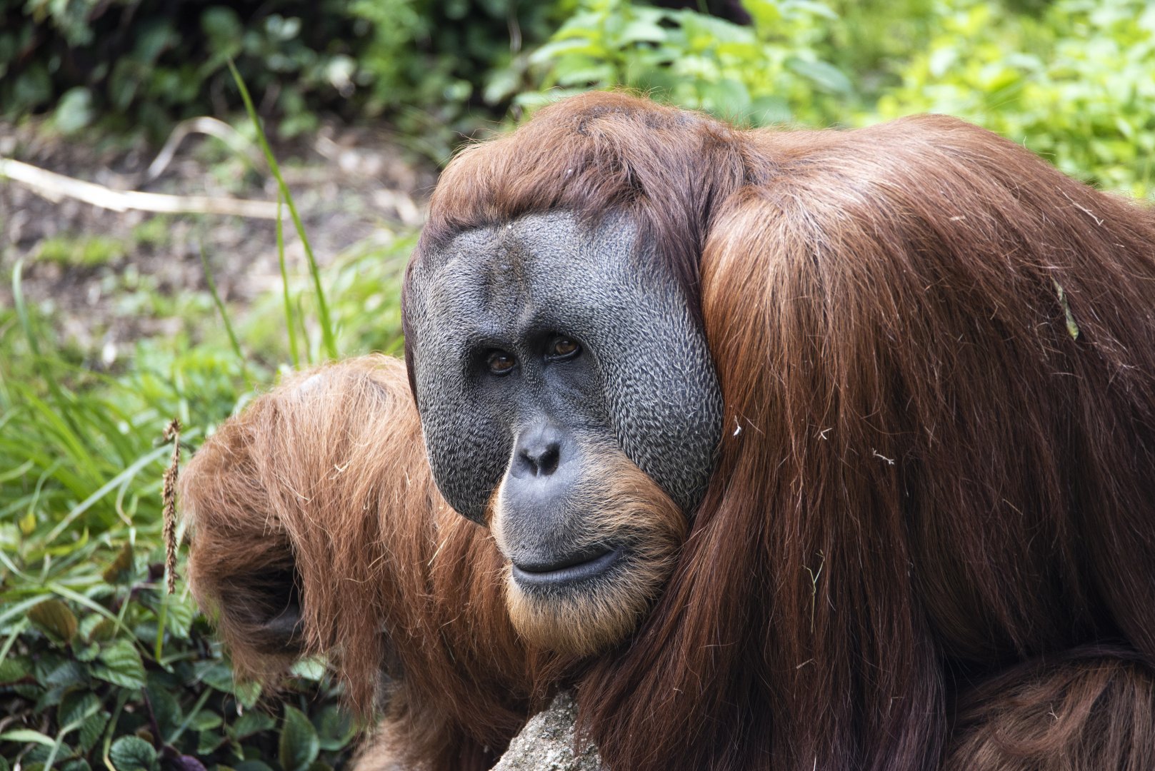 Sumatran orangutan 'Malu'