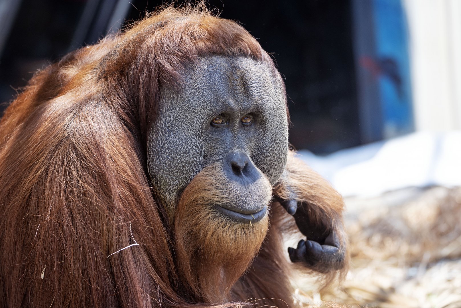 Sumatran orangutan 'Malu'
