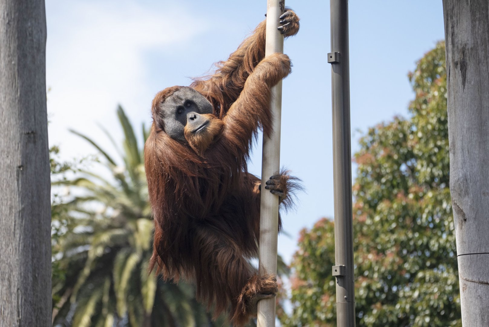 Sumatran orangutan 'Malu'