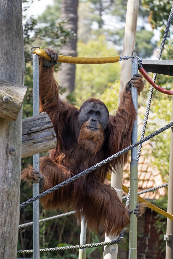 Sumatran orangutan 'Malu'