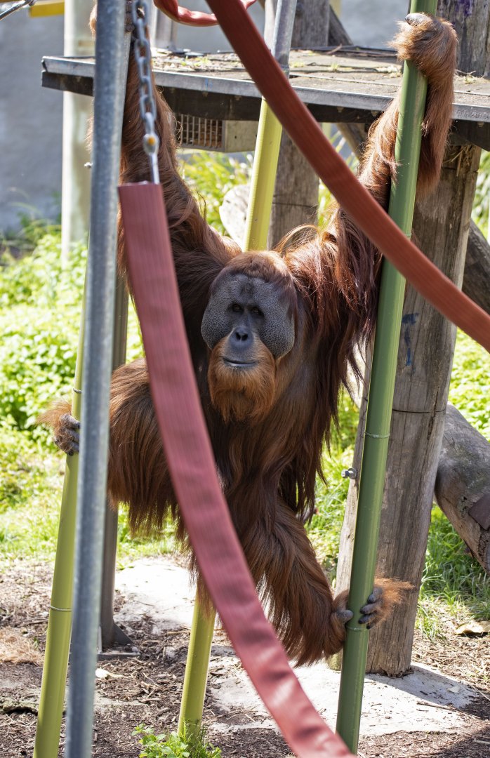 Sumatran orangutan 'Malu'