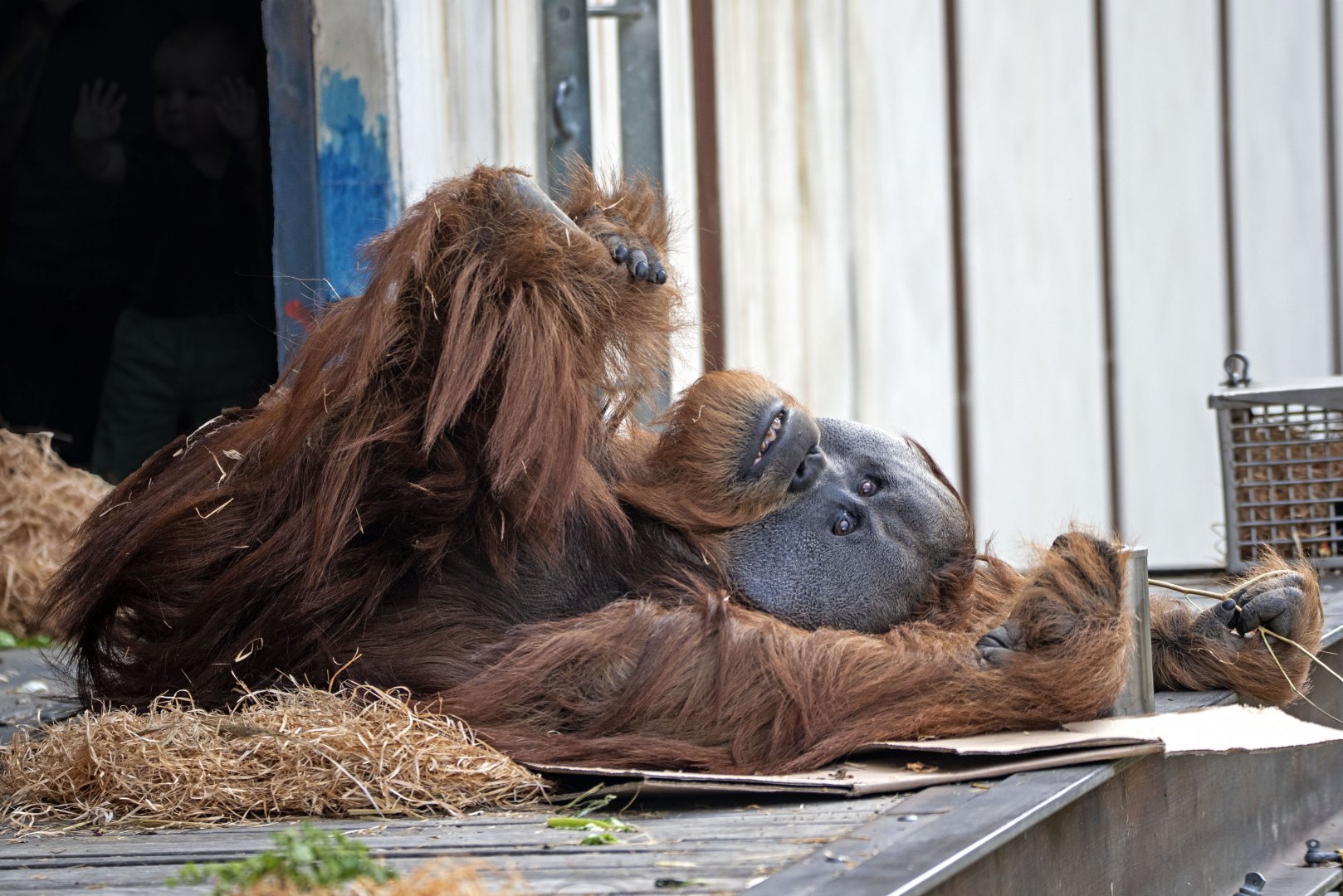 Sumatran orangutan 'Malu'