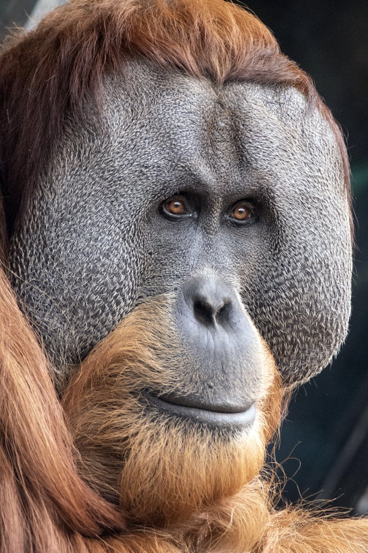 Sumatran orangutan 'Malu'