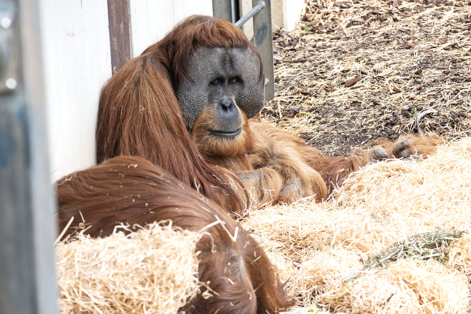 Sumatran Orangutan 'Malu'