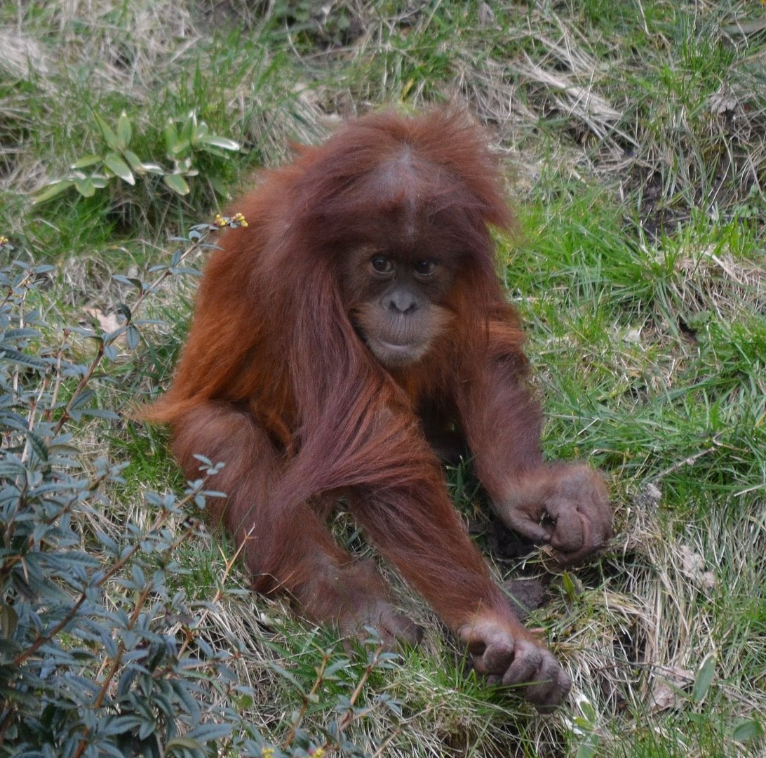 Sumatran Orangutan - March 2018