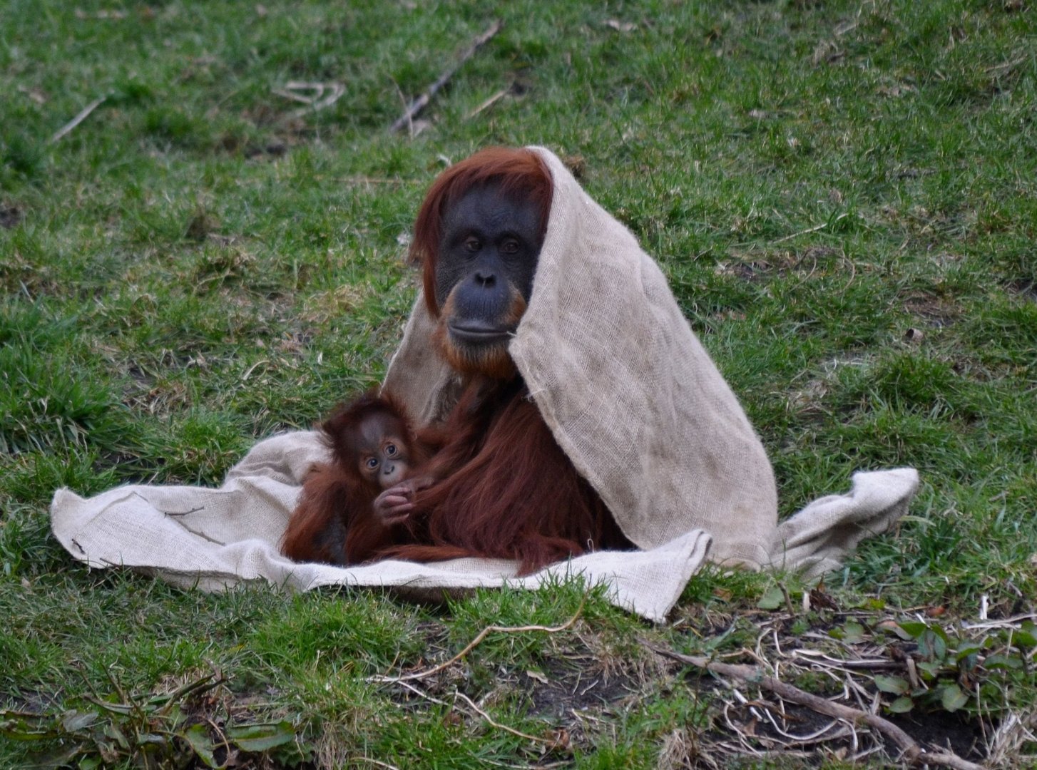 Sumatran Orangutan - March 2018