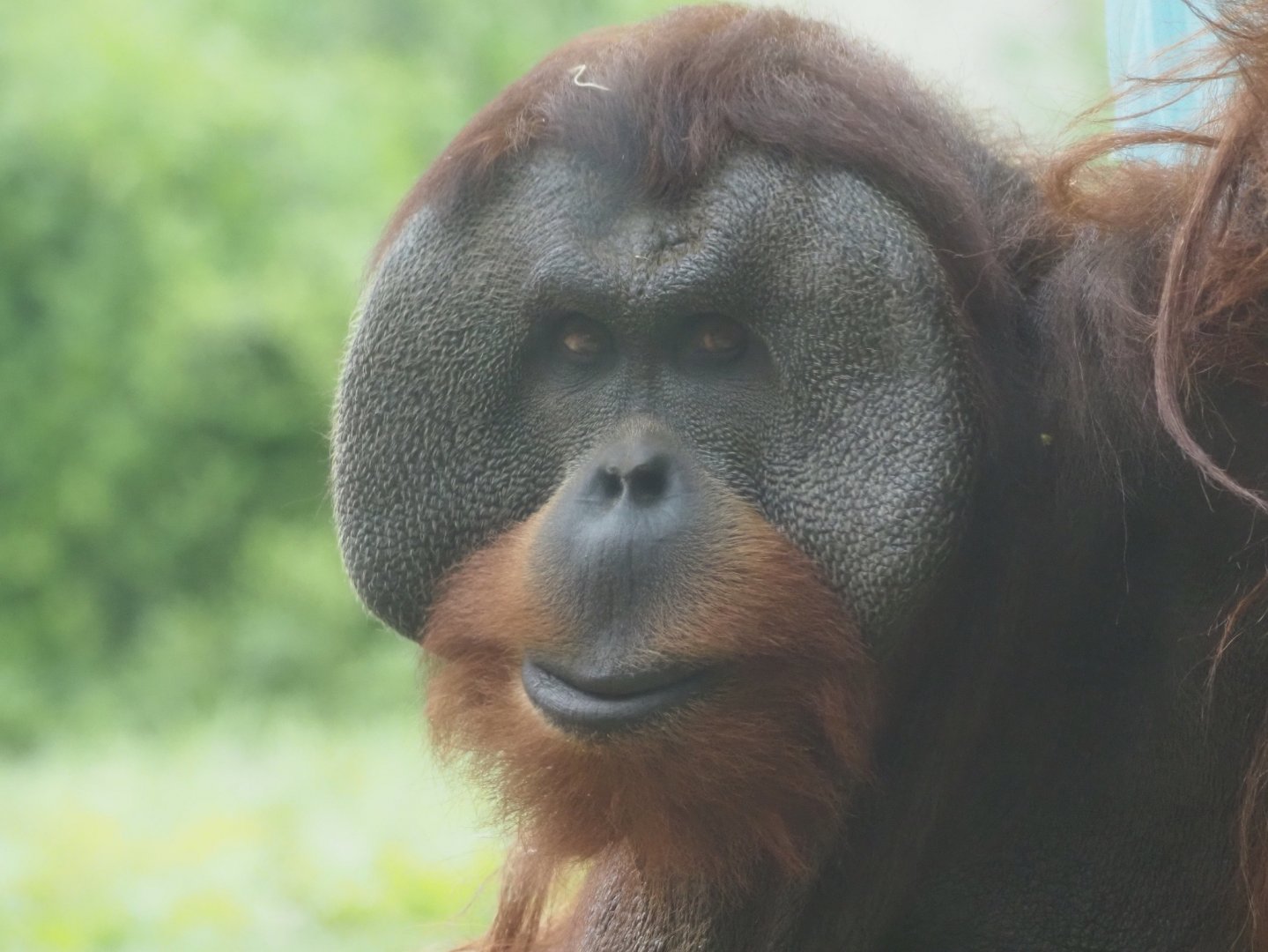 Sumatran Orangutan Mature Male