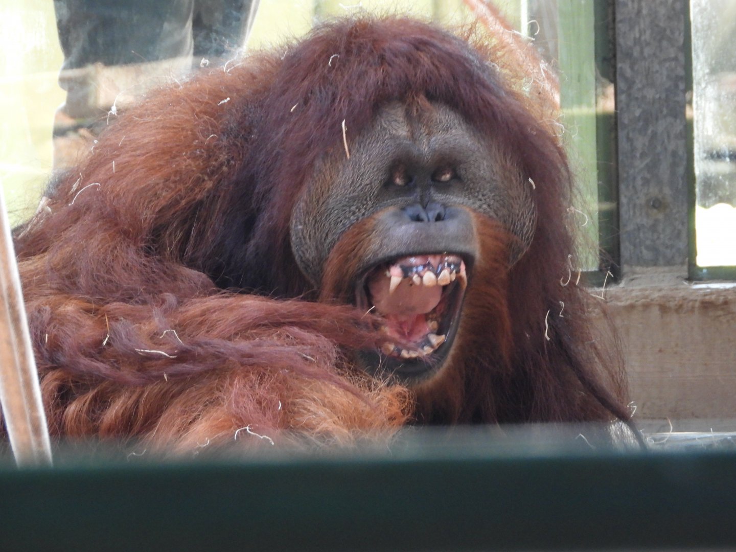 Sumatran orangutan mid-yawn
