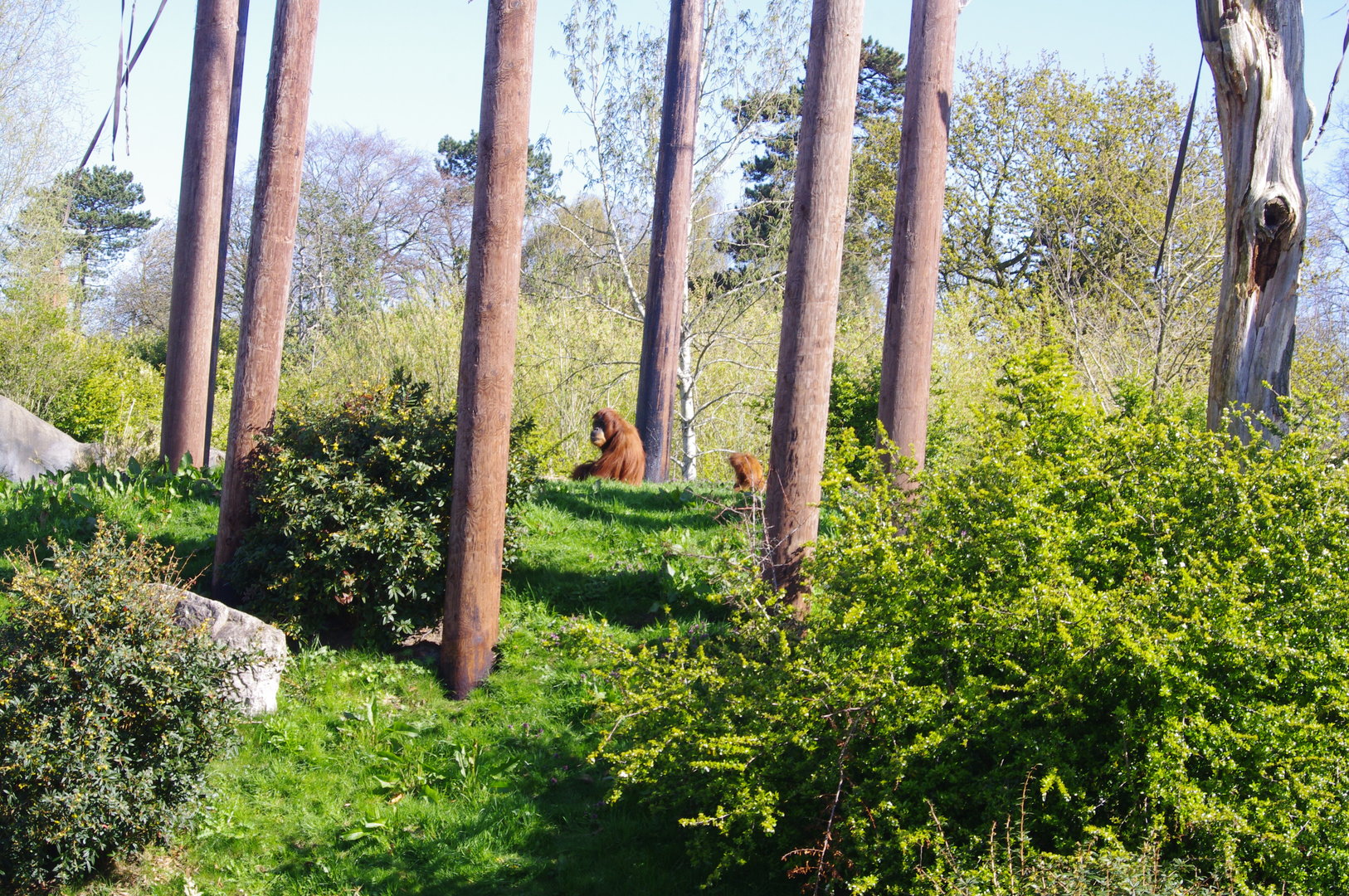 Sumatran Orangutan mother and baby- Chester Zoo 4/4/2023