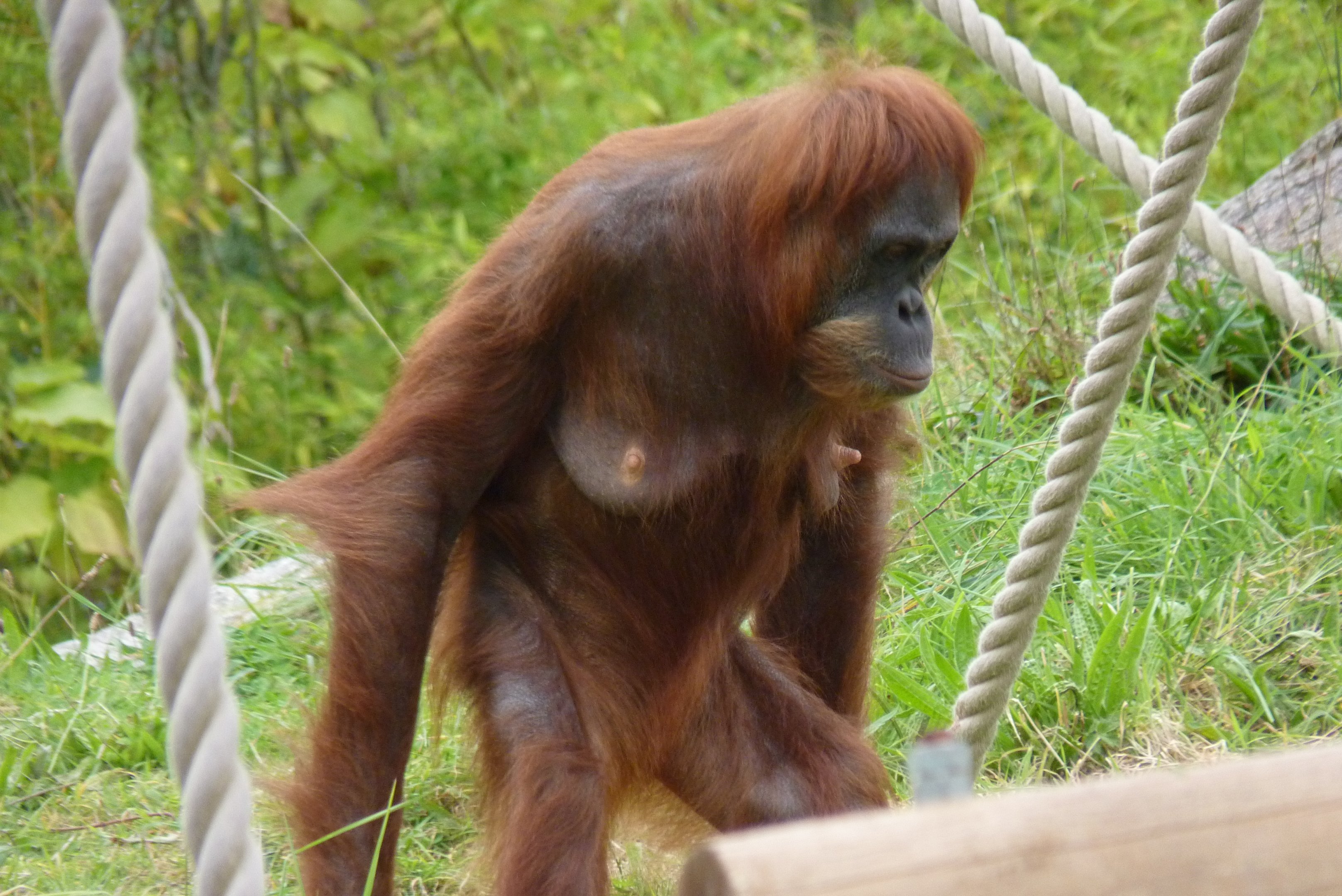 Sumatran Orangutan, October 2016