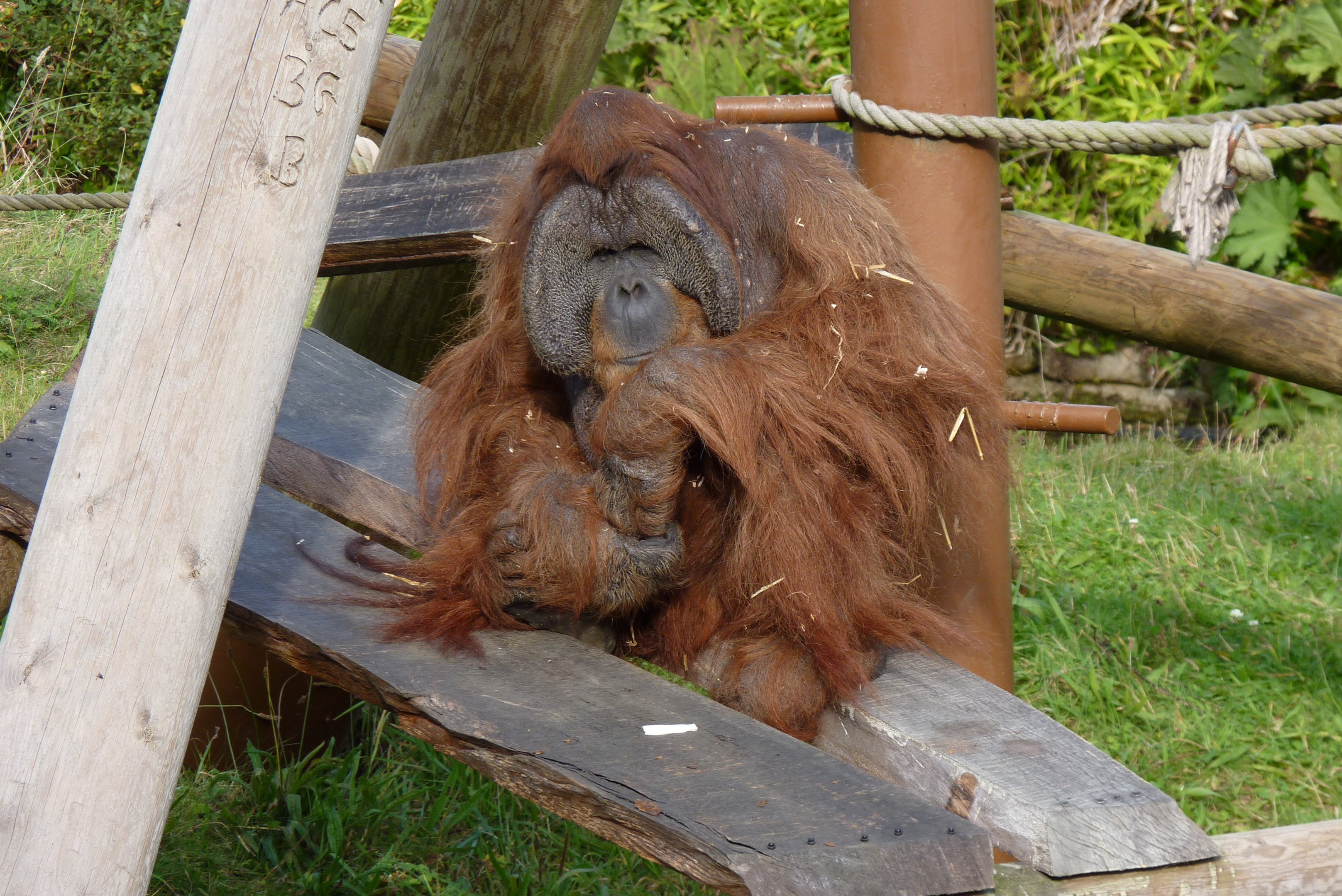 Sumatran Orangutan, October 2016