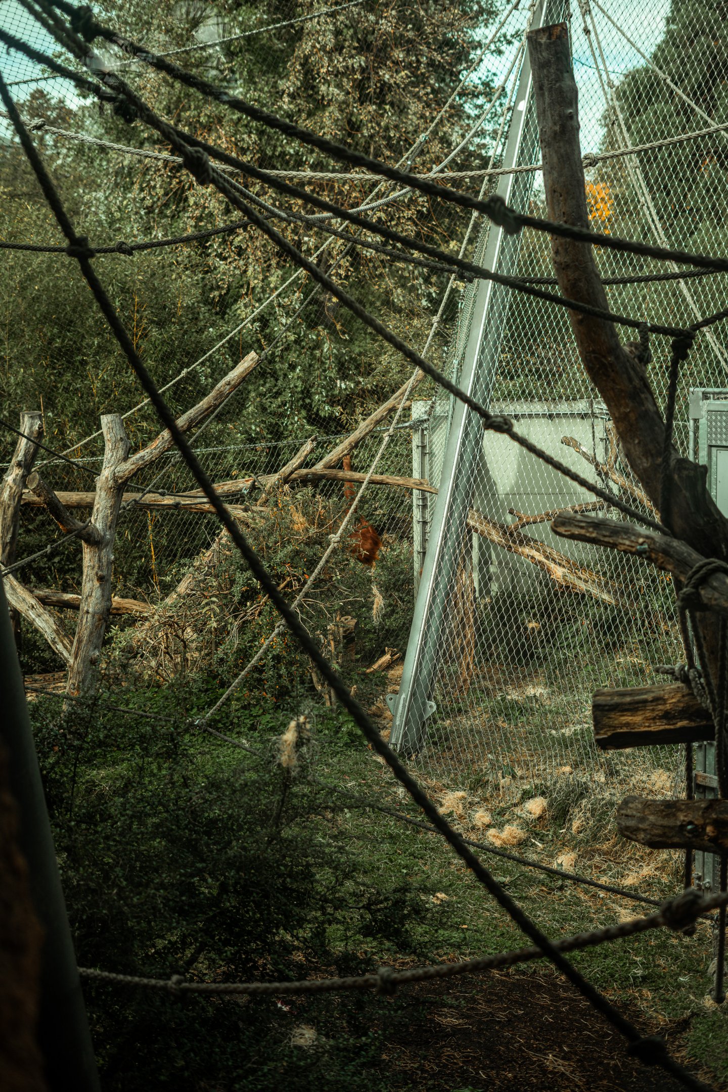 Sumatran orangutan outdoor area