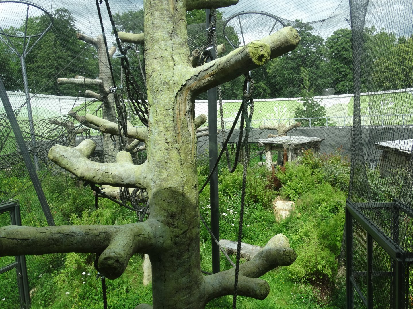 sumatran orangutan outdoor enclosure