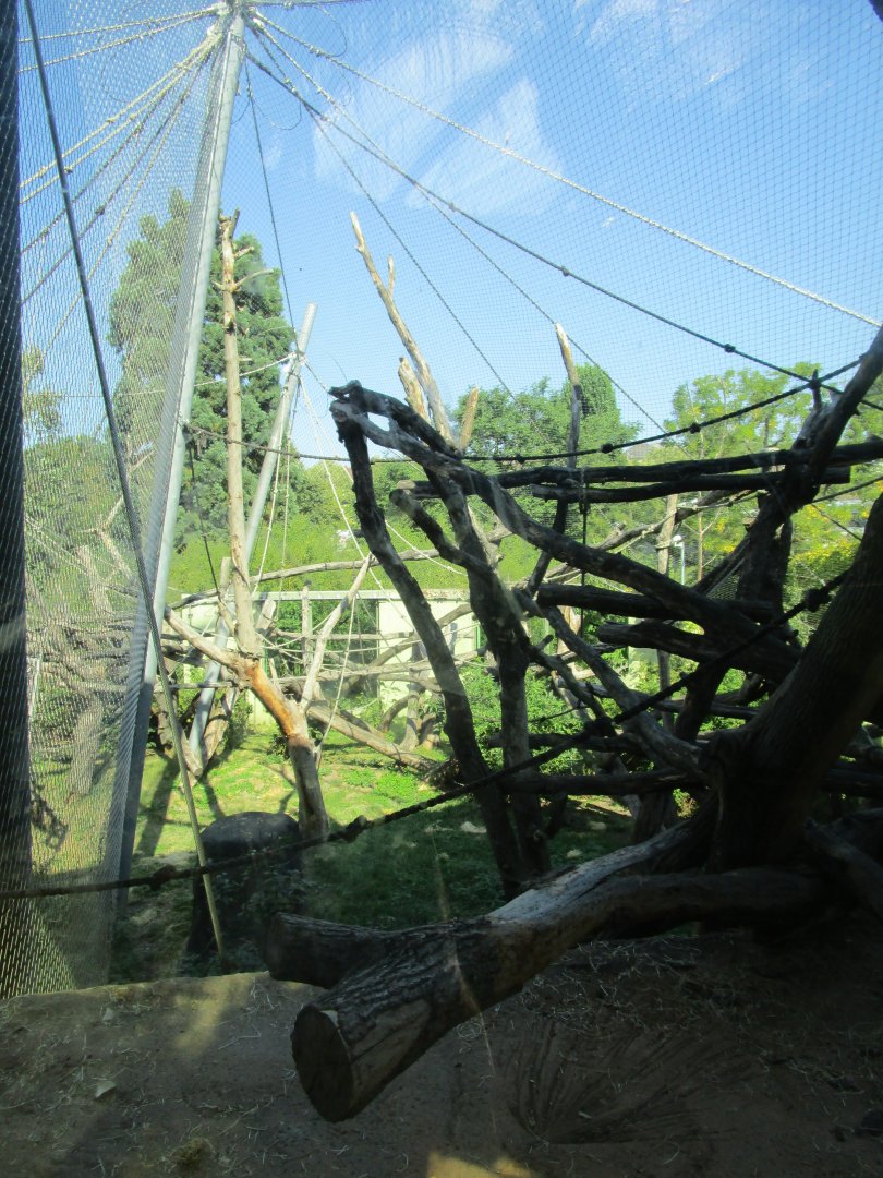 Sumatran Orangutan Outdoor Exhibit