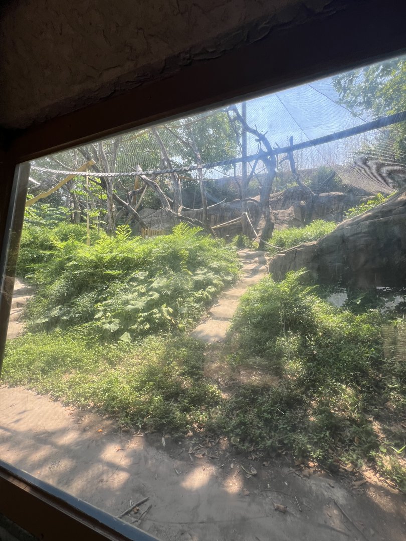 Sumatran Orangutan Outdoor Exhibit