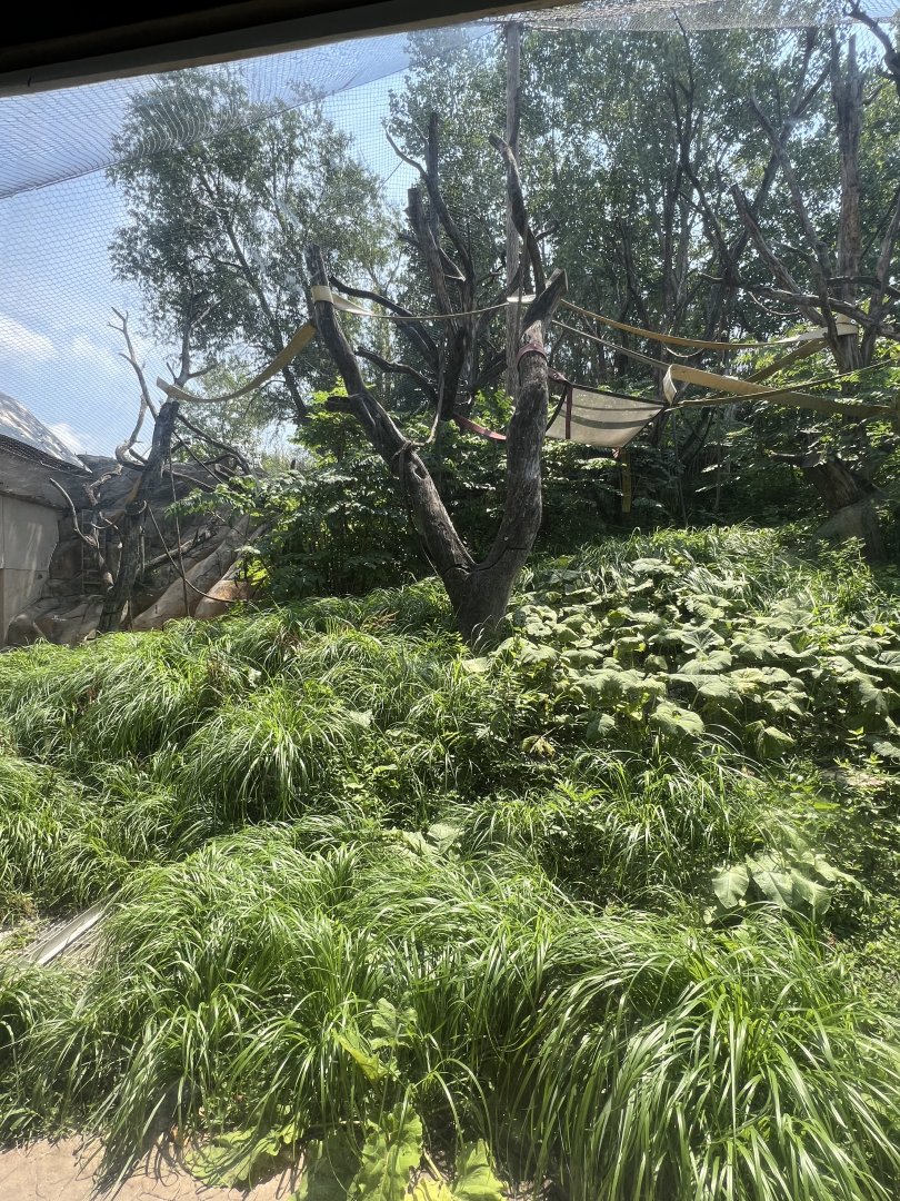 Sumatran Orangutan Outdoor Exhibit