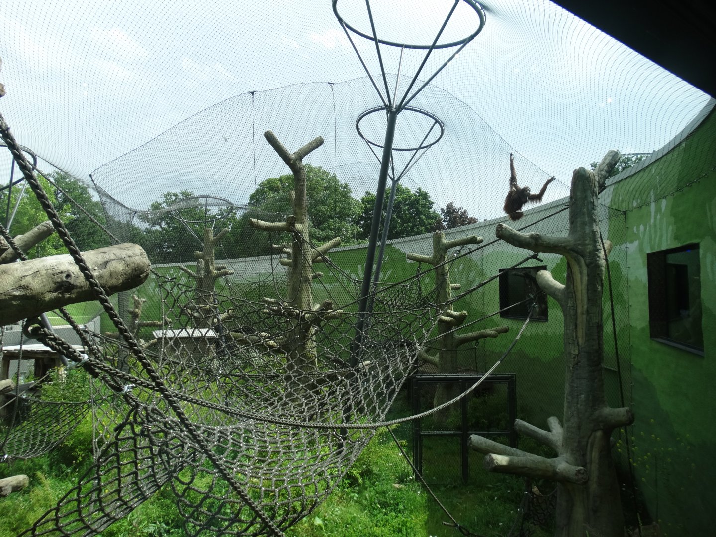 sumatran orangutan outdoor yard