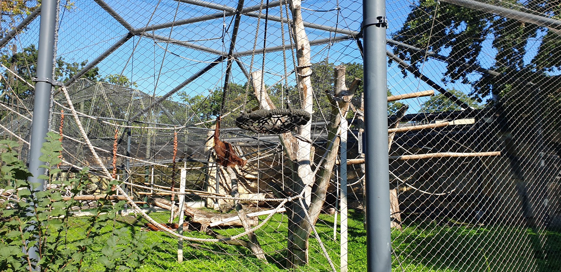 Sumatran Orangutan outdoor