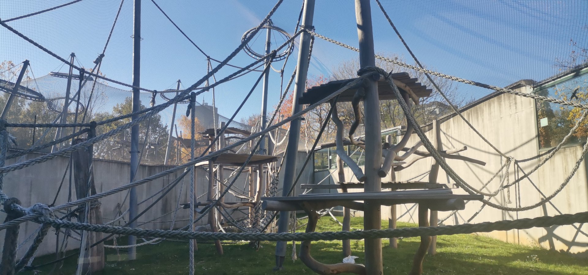 Sumatran Orangutan outdoor