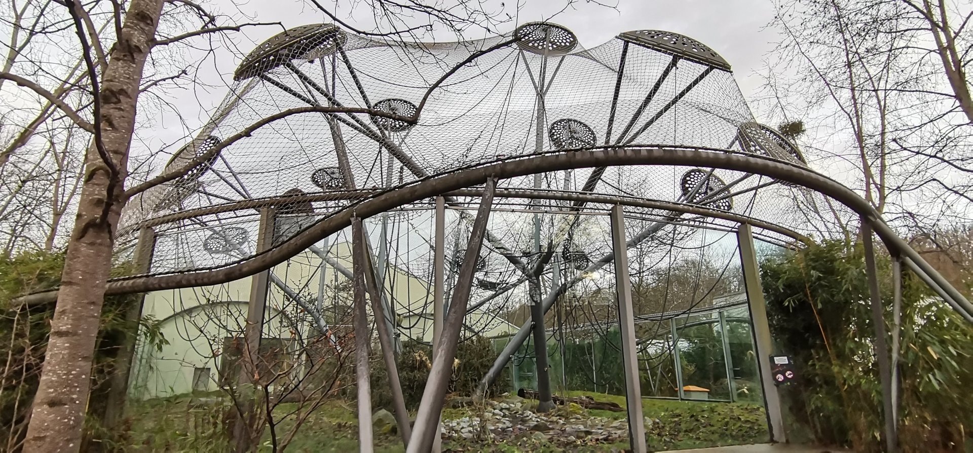 Sumatran Orangutan outdoor