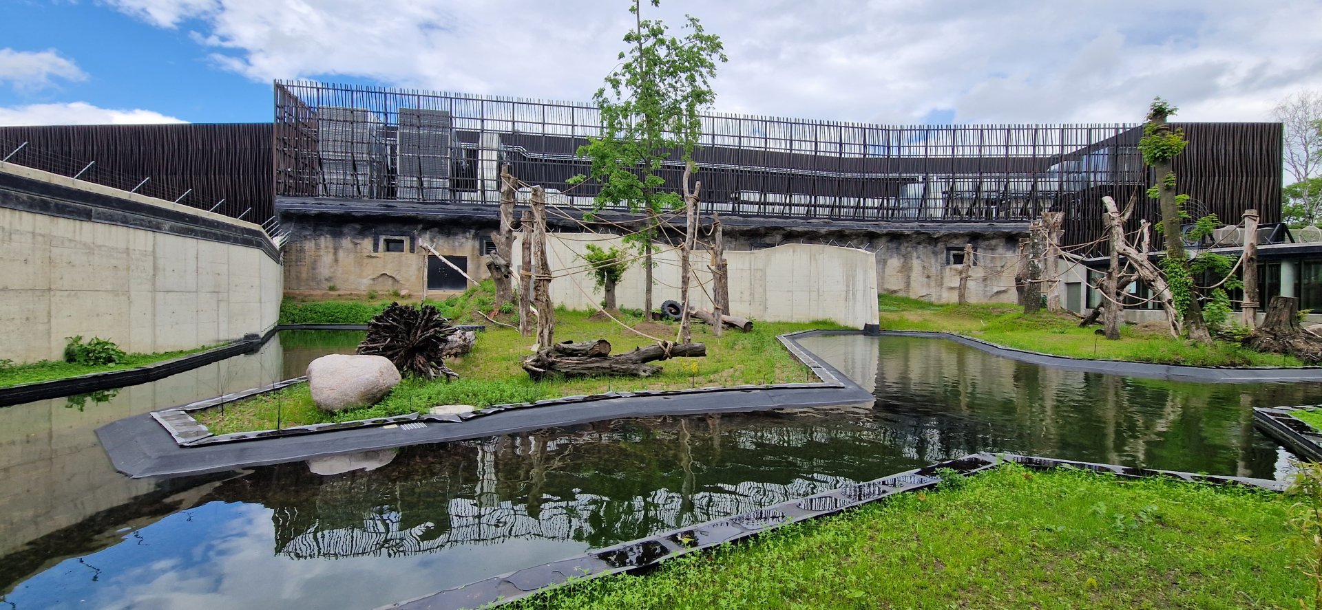 Sumatran Orangutan outdoor