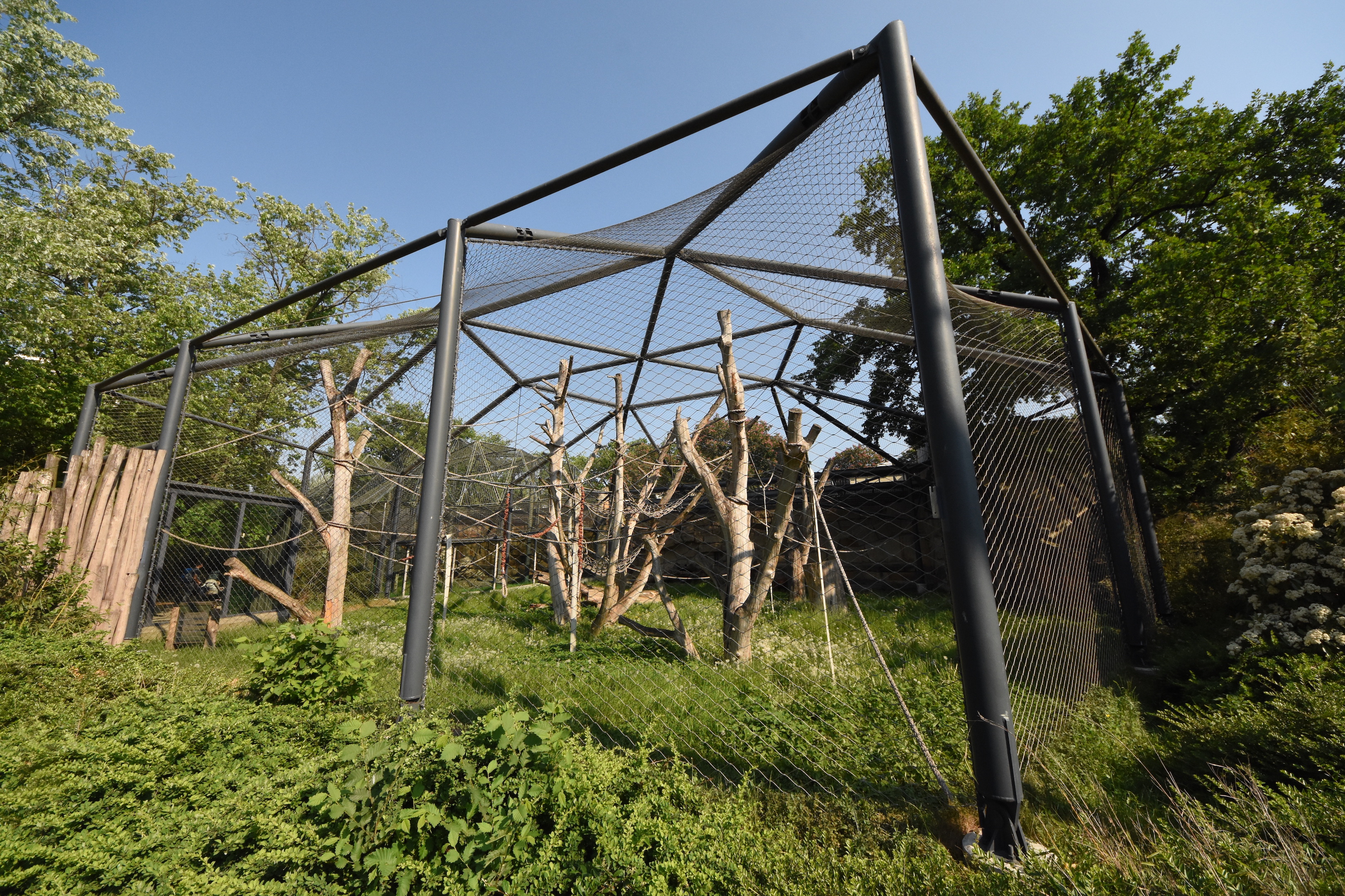 Sumatran orangutan outdoors