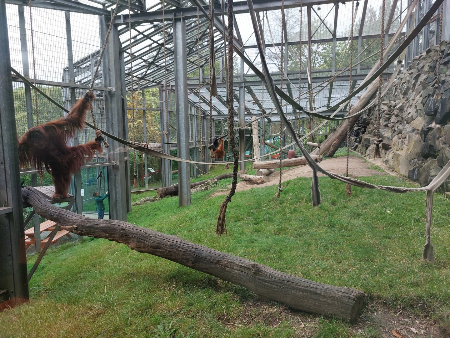 Sumatran orangutan outdoors